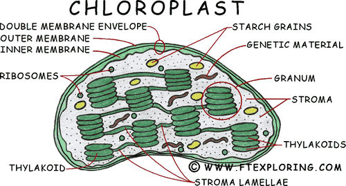 Structure of a chloroplast, showing the stacked grana