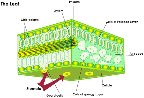 Cross-section of a leaf, showing stomata and the spongy and palisade layers