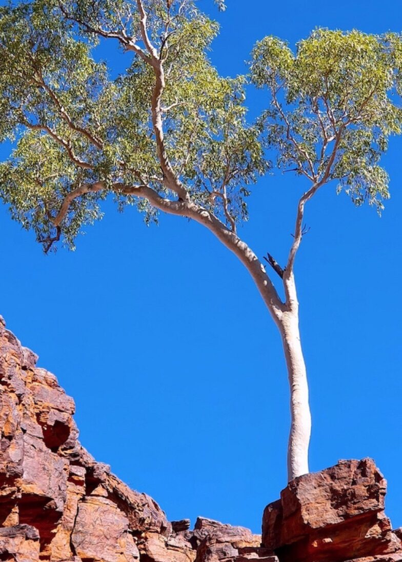 /images/menaware-1024x483.jpg) **Bald Rock National Park, Northern NSW Wednesday 11 – Sunday 15 May** with Ken Golding & Ronny Hickel The annual …
![Heartwood Nature Retreat 2022 – Trephina Gorge