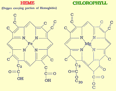 Comparison of the chlorophyll and haemoglobin molecules